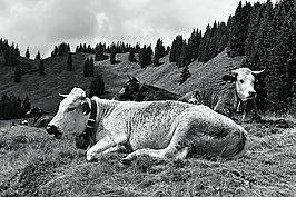 Bernhard Saalfeld - Tierwelt (9v9)